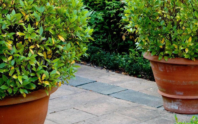 Low Hedge Plants Under 1 Metre for Front Gardens