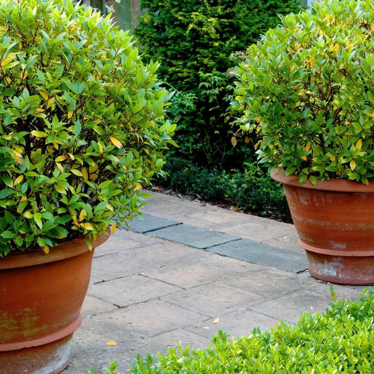 Clipped Japanese box shrub with dense small bright green leaves