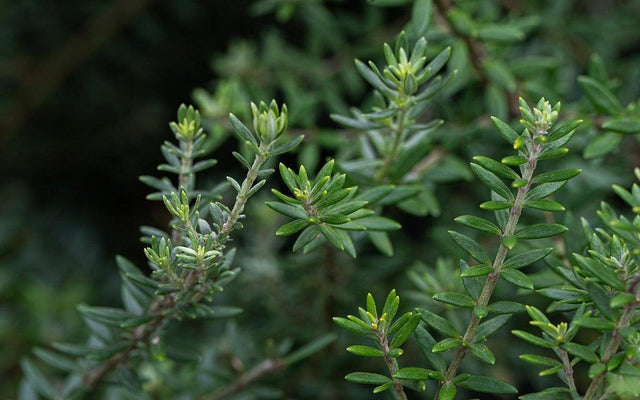 Westringia Care Guide: Growing Coastal Rosemary Anywhere in Australia