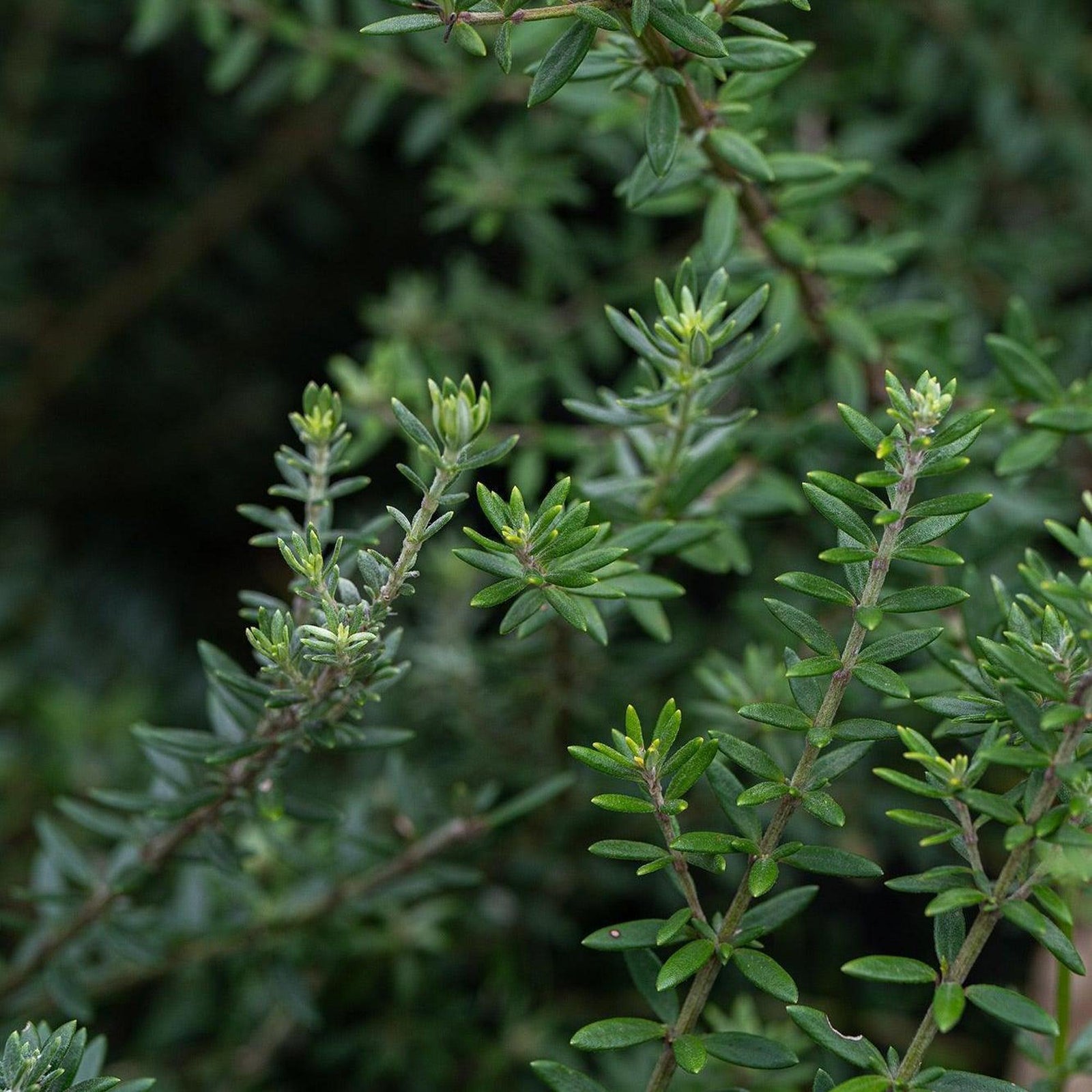 Westringia coastal rosemary shrub with fine grey green foliage and small white flowers