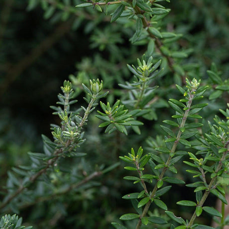 Westringia coastal rosemary shrub with fine grey green foliage and small white flowers