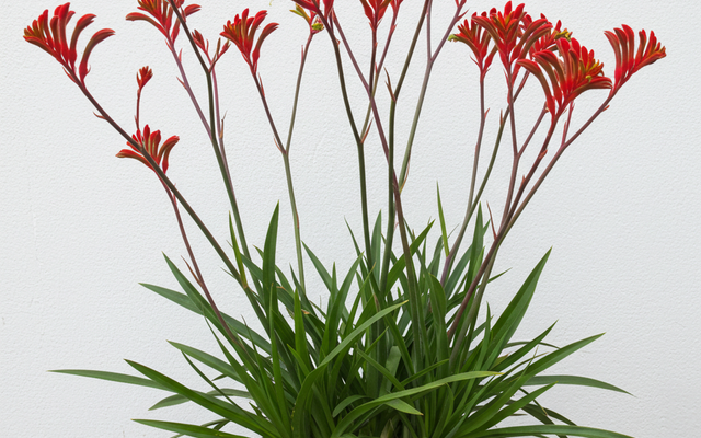 Kangaroo Paw Care Guide: Growing Australia's Most Distinctive Flower