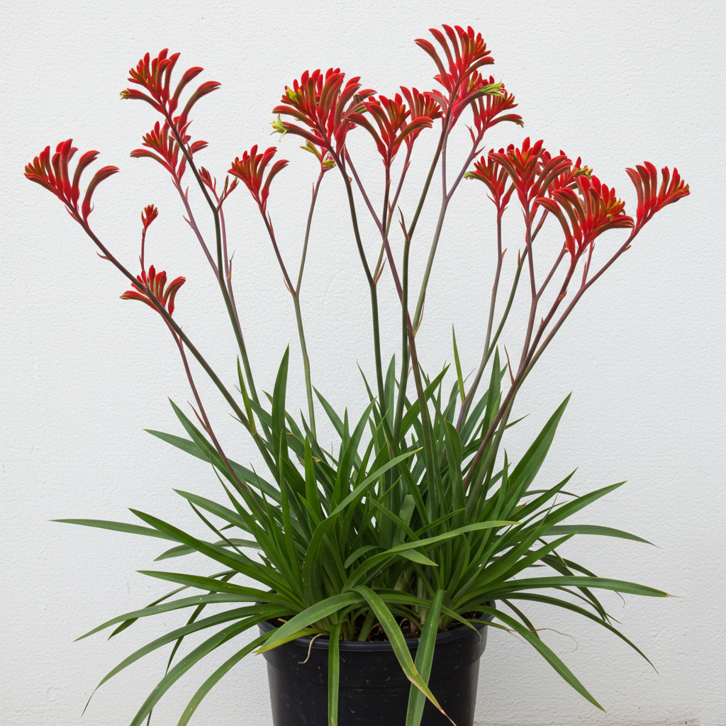 Kangaroo paw plants with tall stems of velvety red and yellow paw shaped flowers above strappy foliage