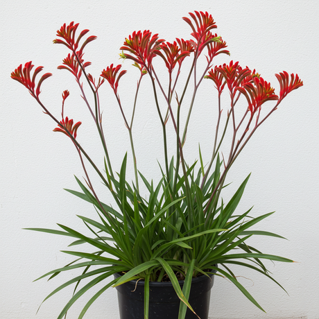 Kangaroo paw plants with tall stems of velvety red and yellow paw shaped flowers above strappy foliage
