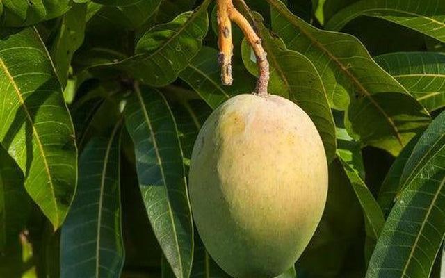 Mango Tree Care Guide: Growing Your Own Kensington Pride at Home