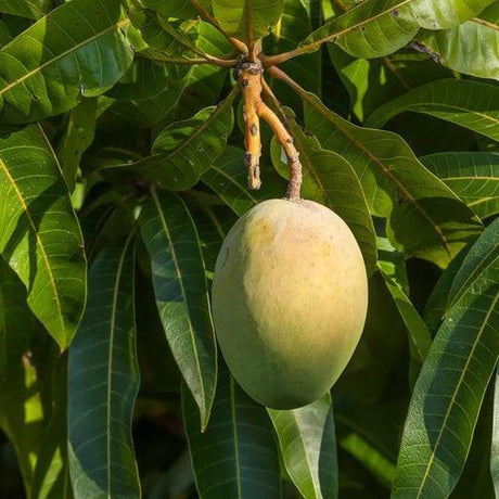 Young grafted mango tree with glossy green leaves and developing fruit in an Australian backyard