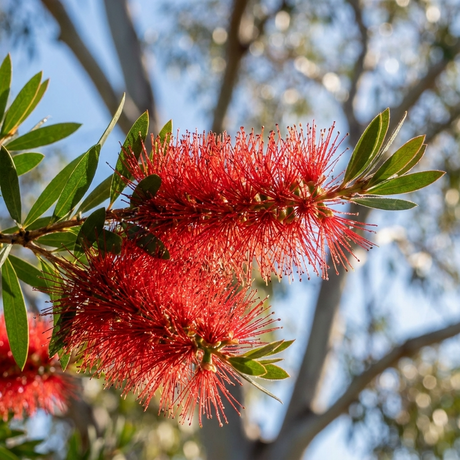 Callistemon bottlebrush shrub in full bloom with bright red brush shaped flowers