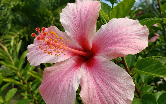 Hibiscus Care Guide: Growing Hibiscus in Australian Gardens
