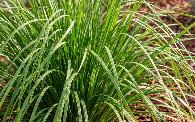Lomandra Care Guide: The Toughest Strappy Plant in Australia