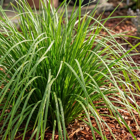 Mass planting of green strappy lomandra grasses forming neat weeping clumps along a garden border