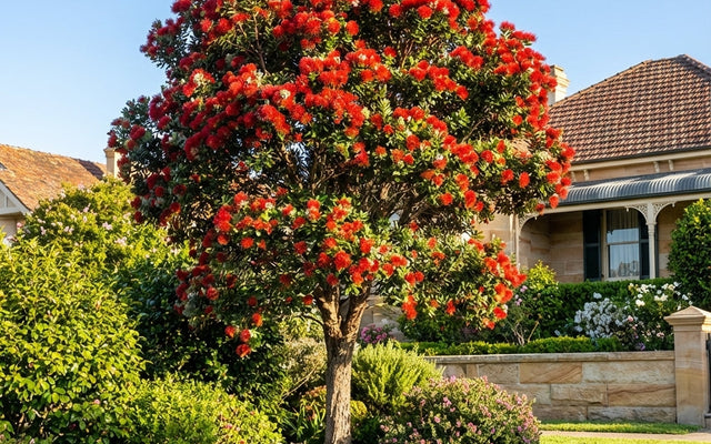 Metrosideros Care Guide: The New Zealand Christmas Bush