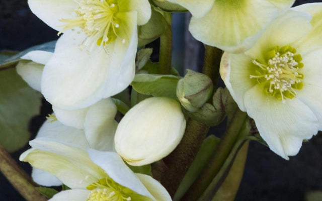 Hellebore Care Guide: Growing the Winter Rose