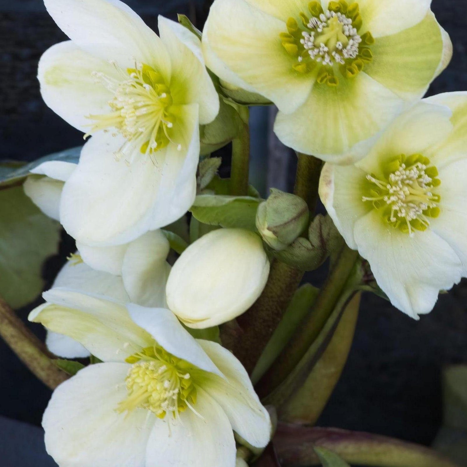 Close-up of pale cream hellebore flowers with green centres and visible stamens above dark foliage