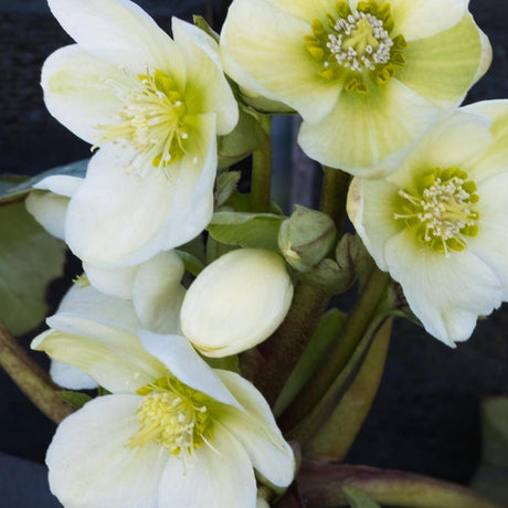 Close-up of pale cream hellebore flowers with green centres and visible stamens above dark foliage