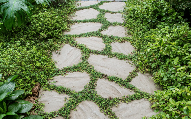 Plants for a Narrow Side Passage