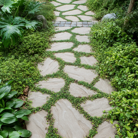 A flagstone path with fine-leaved ground cover growing through the joints, edged by low green shrubs on both sides.