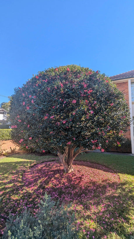 Discover Everything About Camellia Bushes