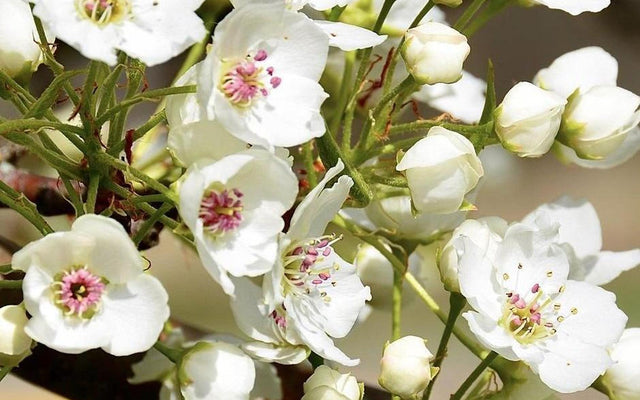 Ornamental Pear Care Guide: Growing Pyrus calleryana in Australia