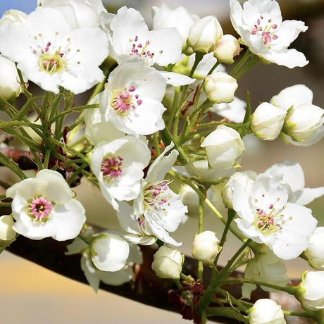 Row of ornamental pear trees covered in white spring blossom along a driveway