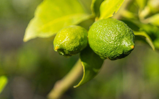 Lime Tree Care Guide: Growing Limes in Australia
