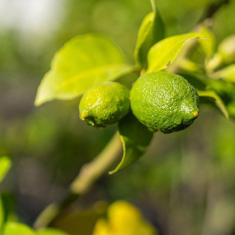 Lime tree branch with glossy green leaves and clusters of ripening green limes
