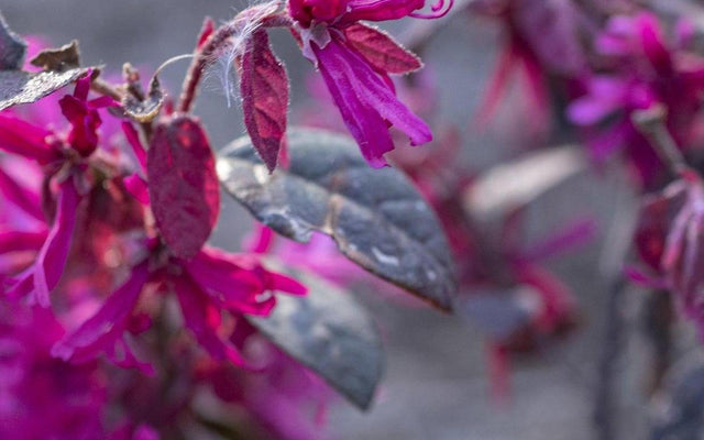 Loropetalum Care Guide for Australian Gardens