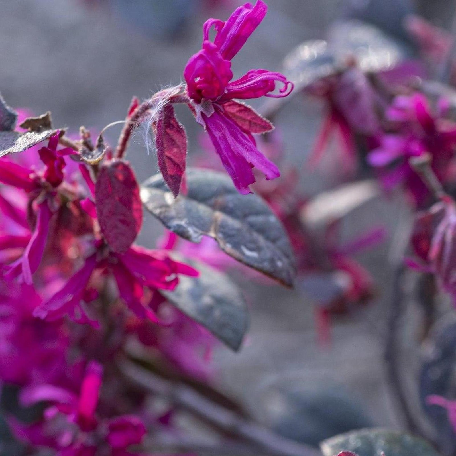 Deep plum foliage and hot pink fringe-shaped flowers covering the branches of a loropetalum shrub.