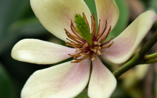 Port Wine Magnolia (Michelia) Care Guide