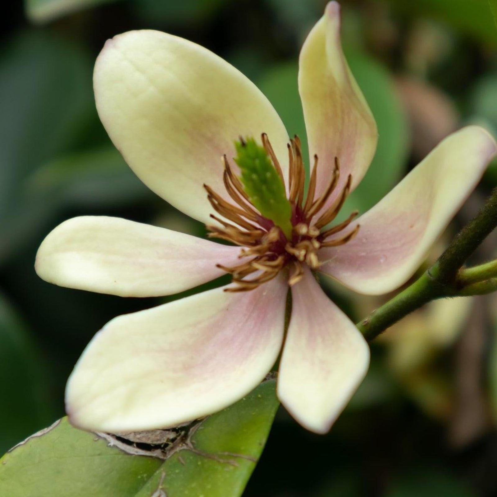 A single pale yellow Port Wine Magnolia bloom flushed with pink, opening against glossy green foliage