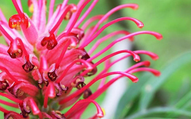 Grevillea Care Guide: Flowers, Feeding and the Phosphorus Rule