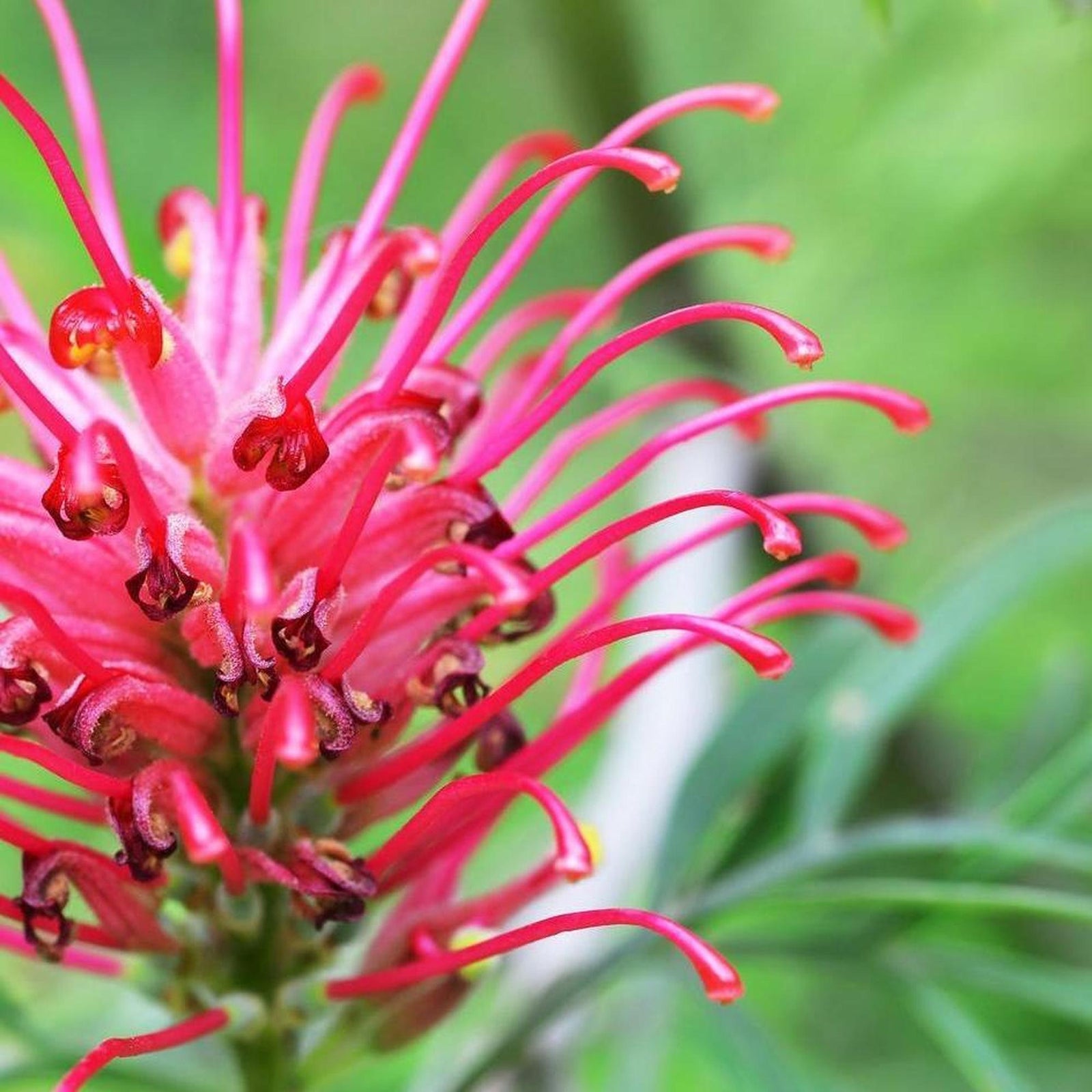 Grevillea shrub covered in red spider flowers with honeyeater friendly nectar rich blooms