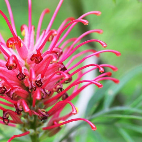 Grevillea shrub covered in red spider flowers with honeyeater friendly nectar rich blooms