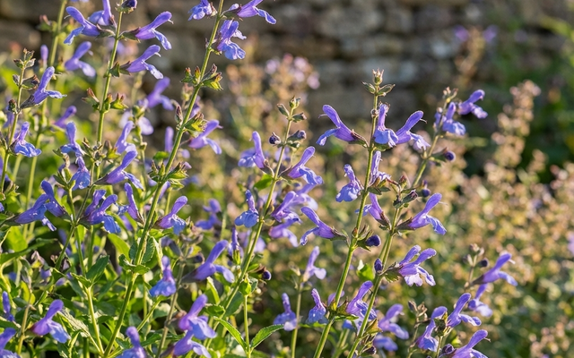 Perennial Plants for a Cottage Garden