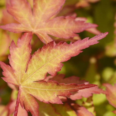 Sango Kaku Japanese maple with coral red stems and fresh green foliage in a paved courtyard