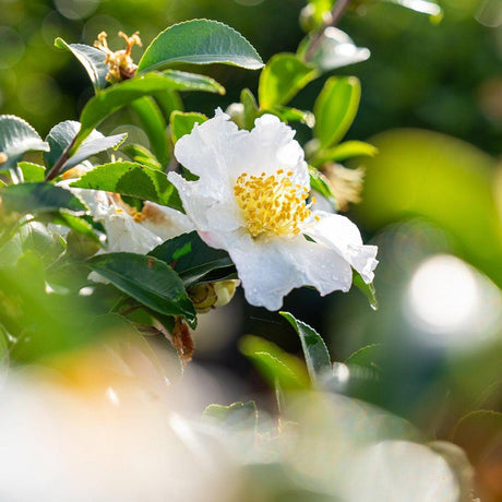 Setsugekka camellia with single white flowers and golden stamens on glossy foliage