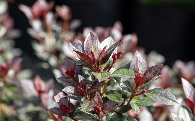Azalea Care Guide: Growing the Great Australian Spring Show-Off