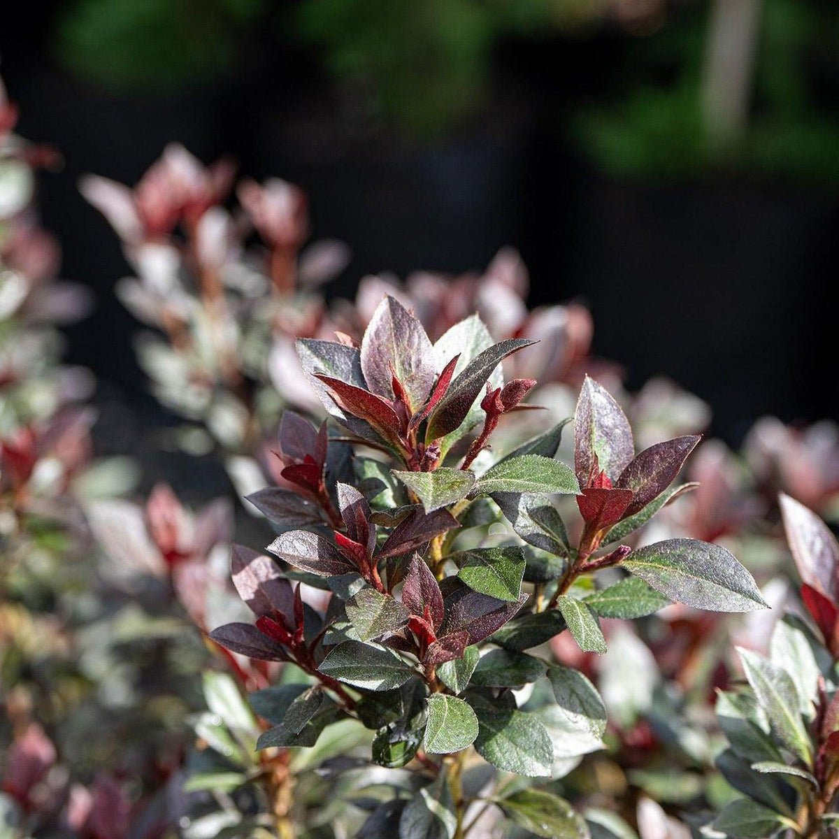 Azalea indica shrub in full spring bloom with masses of bright flowers covering glossy green foliage
