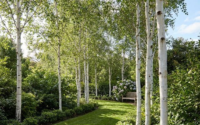 Silver Birch Care Guide for Australian Gardens
