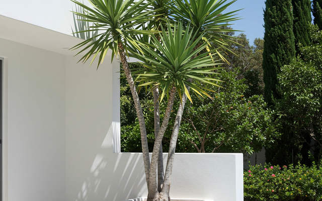 Yucca Care Guide: Tough Architectural Plants for Indoors and Out