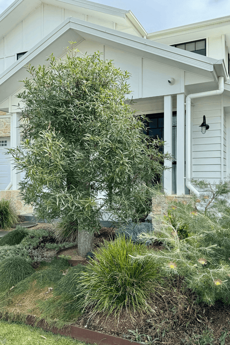 Transform Your Lawn with Native Plants