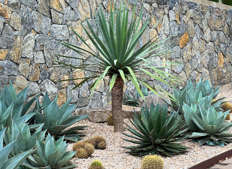 Discover the Beauty: Dragon Tree - Striking and Low-Maintenance