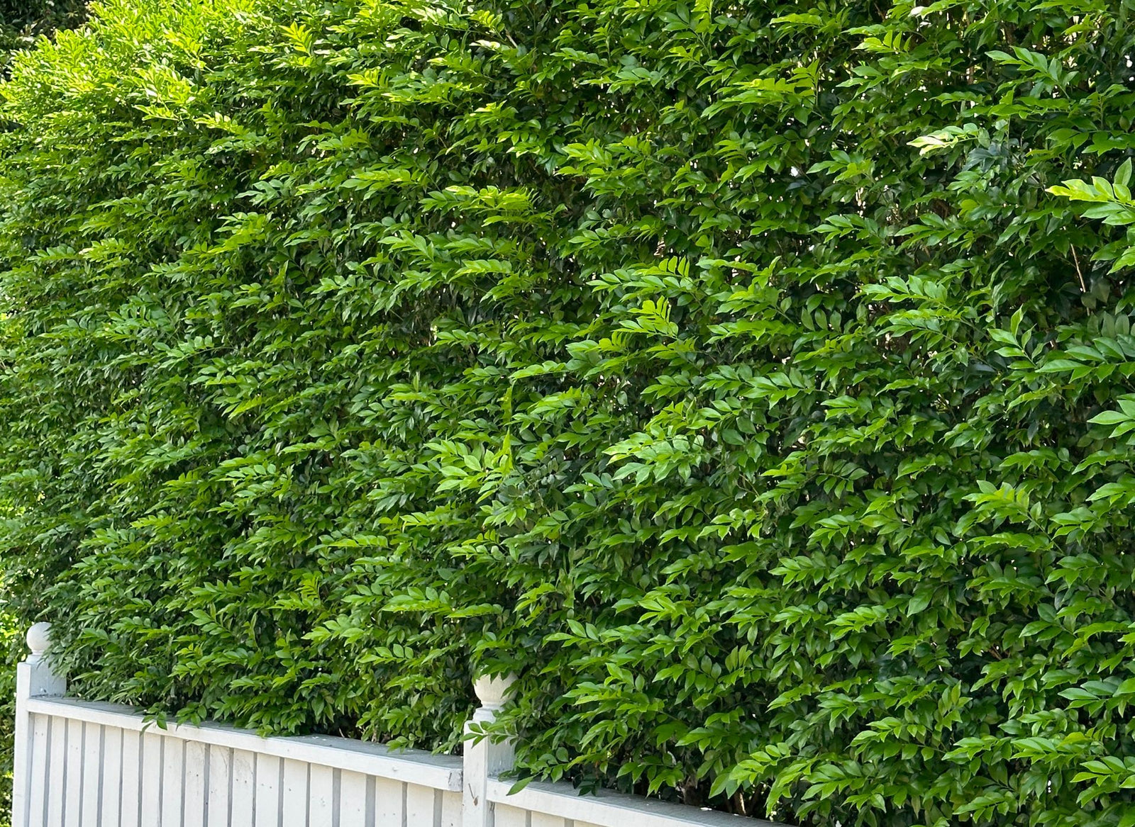 Stylish Hedges for Your Garden: Ideas & Inspiration