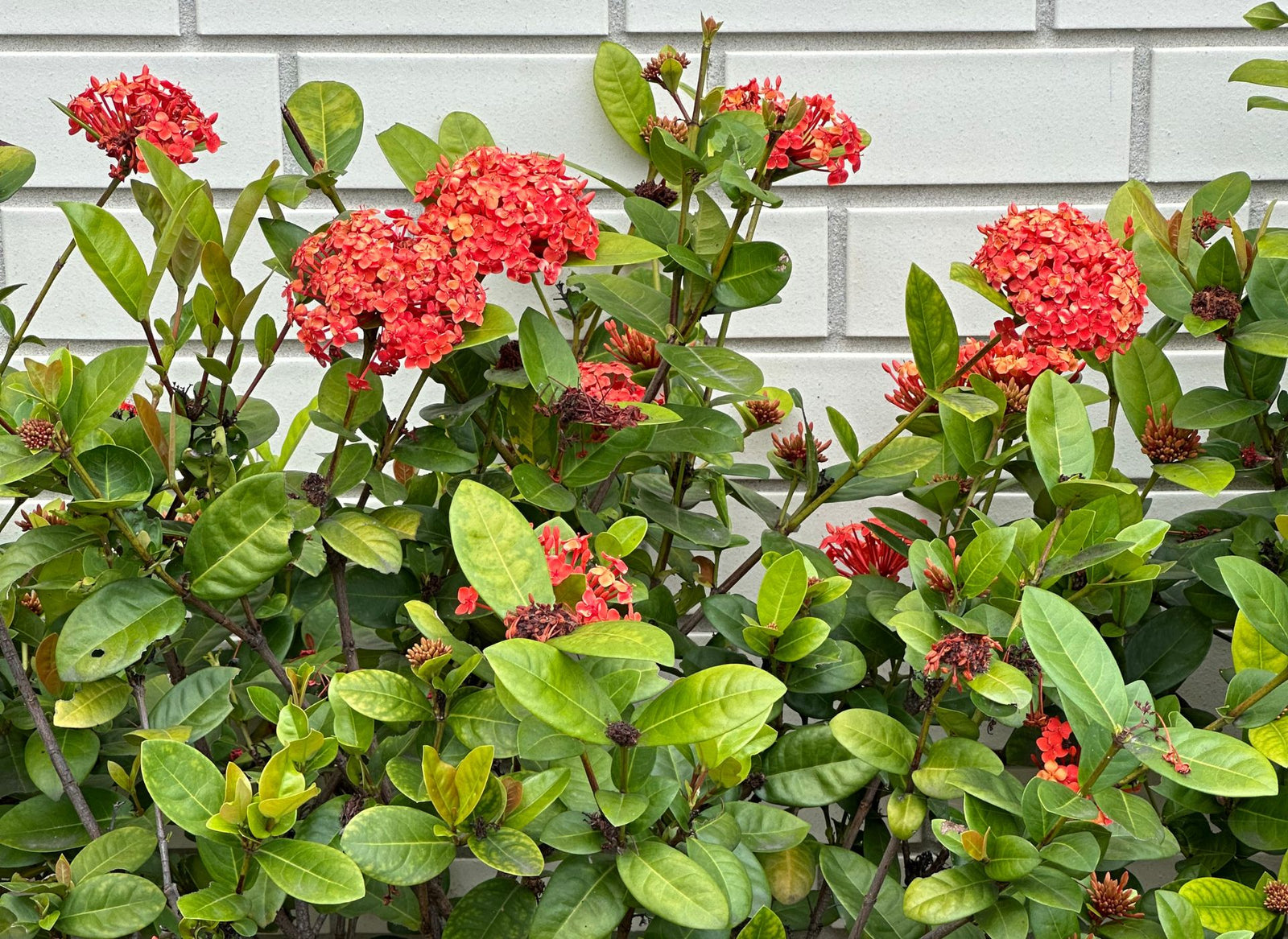 Growing Ixora: Tips for Gardeners