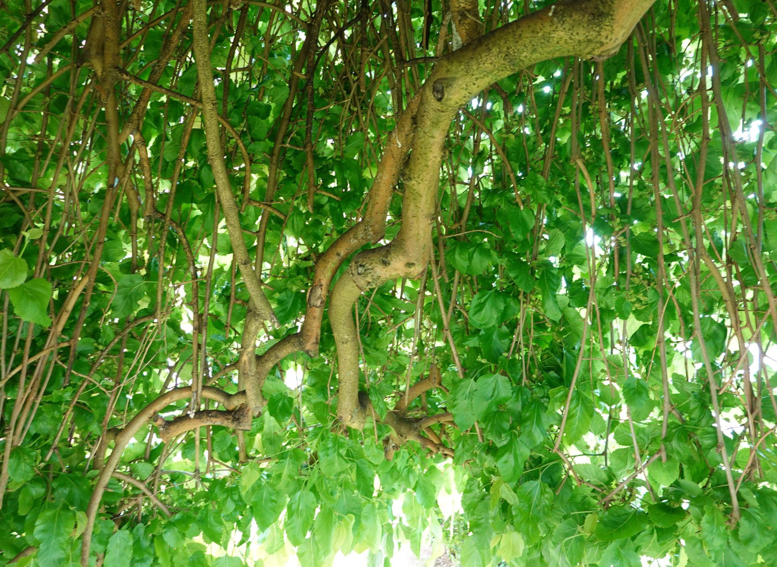 Weeping Mulberry: A Unique Garden Feature