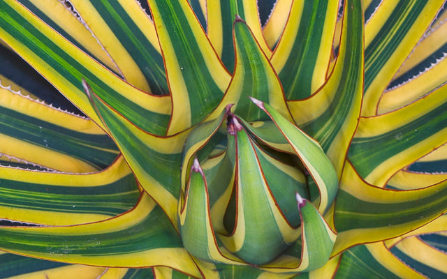 Agave Care Guide: Sculptural, Waterwise and Nearly Indestructible