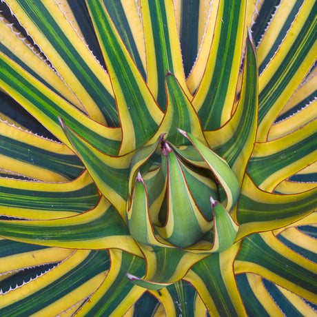 Blue grey agave rosette with bold sculptural leaves in a waterwise gravel garden