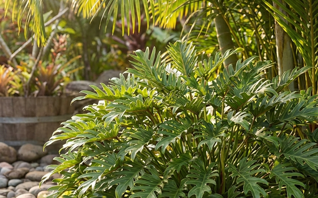 Philodendron Care Guide: Lush, Forgiving and Very Hard to Kill