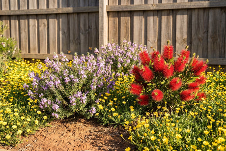 A bee-friendly native garden in spring with red bottlebrush, mauve coastal rosemary and yellow buttons in flower and bees at the blooms