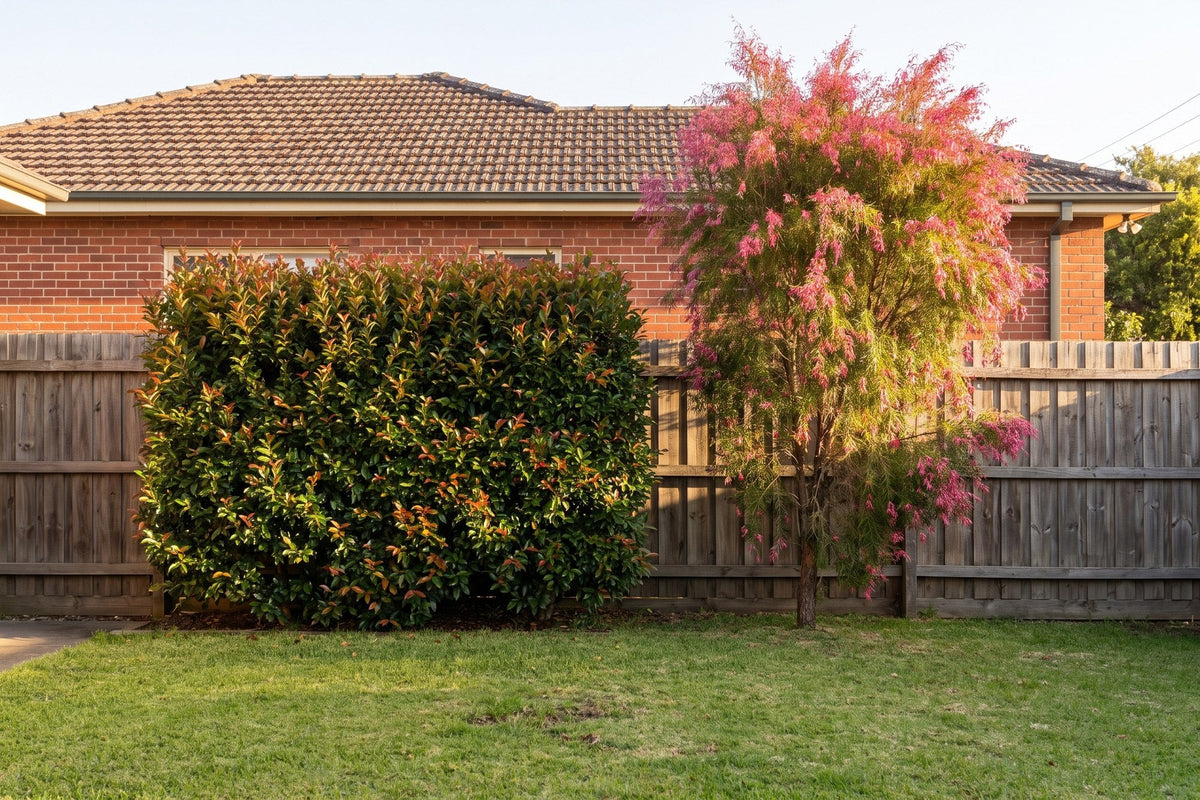 A clipped Lilly Pilly Resilience hedge beside a taller riberry tree with pink new growth in a backyard