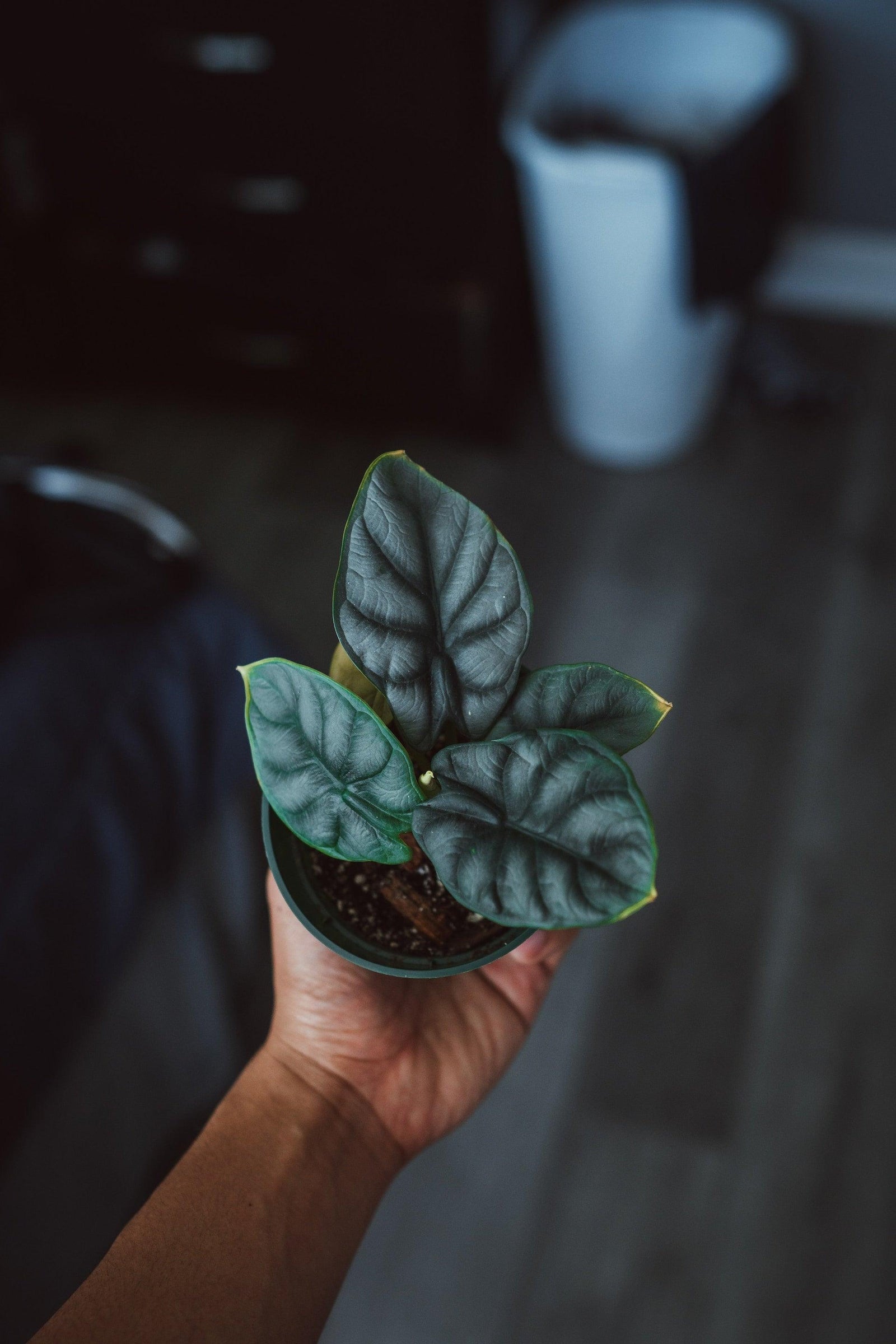 A Complete Guide to Caring for Exotic Houseplants in Brisbane - Brisbane Plant Nursery